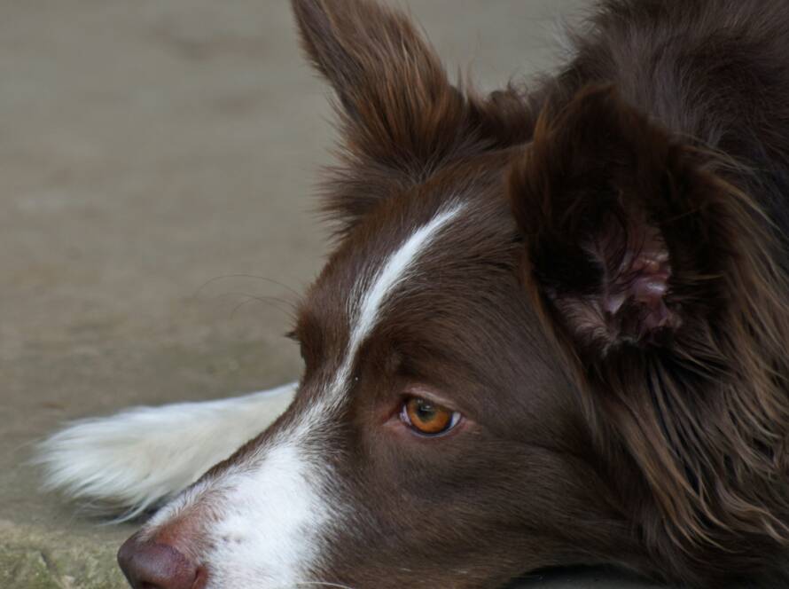 ray-shrewsberry-HRJOt7vViA8-unsplash how-long-does-a-border-collie-live