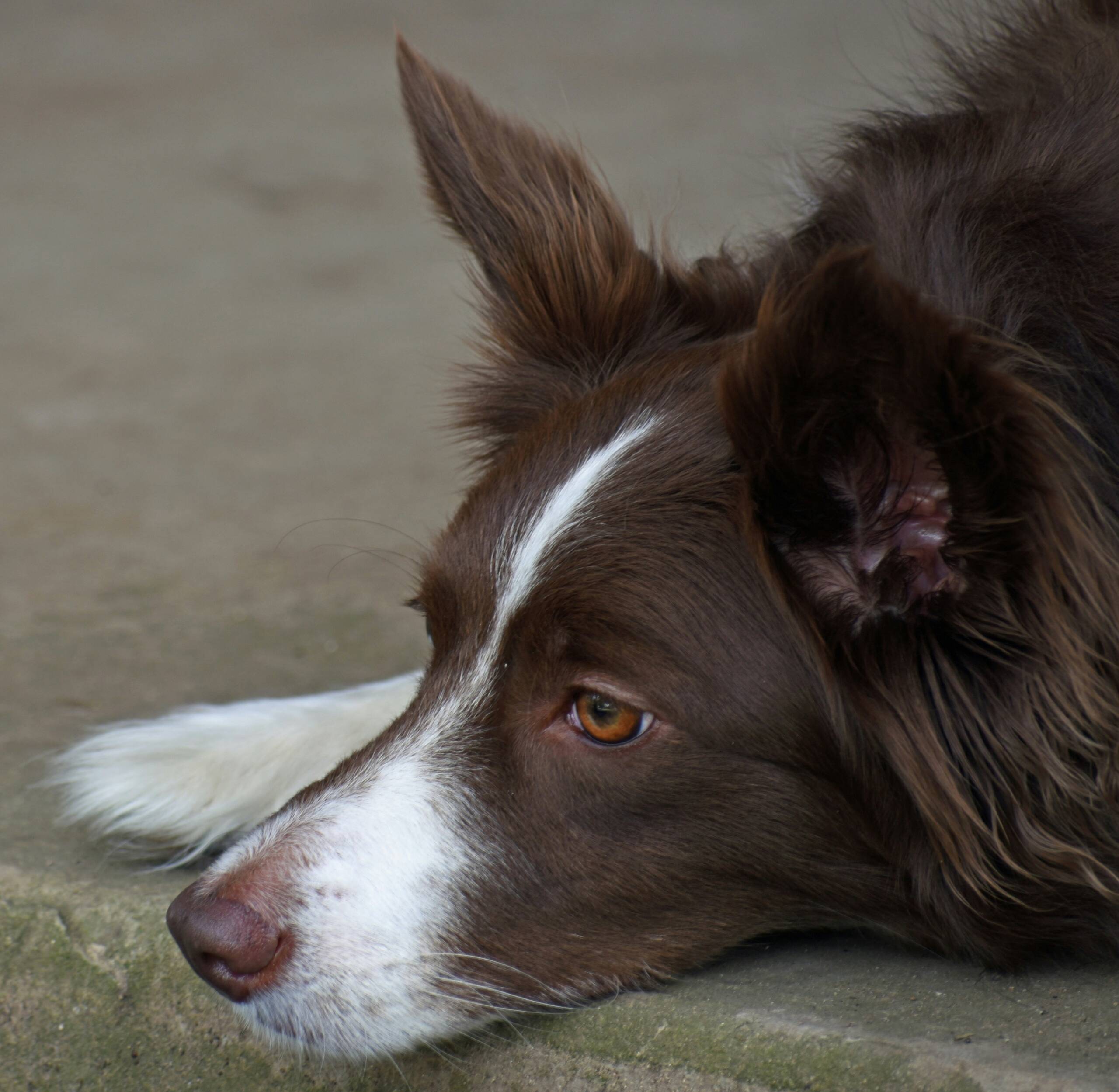 ray-shrewsberry-HRJOt7vViA8-unsplash York Veterinary Hospital ray-shrewsberry-HRJOt7vViA8-unsplash how-long-does-a-border-collie-live