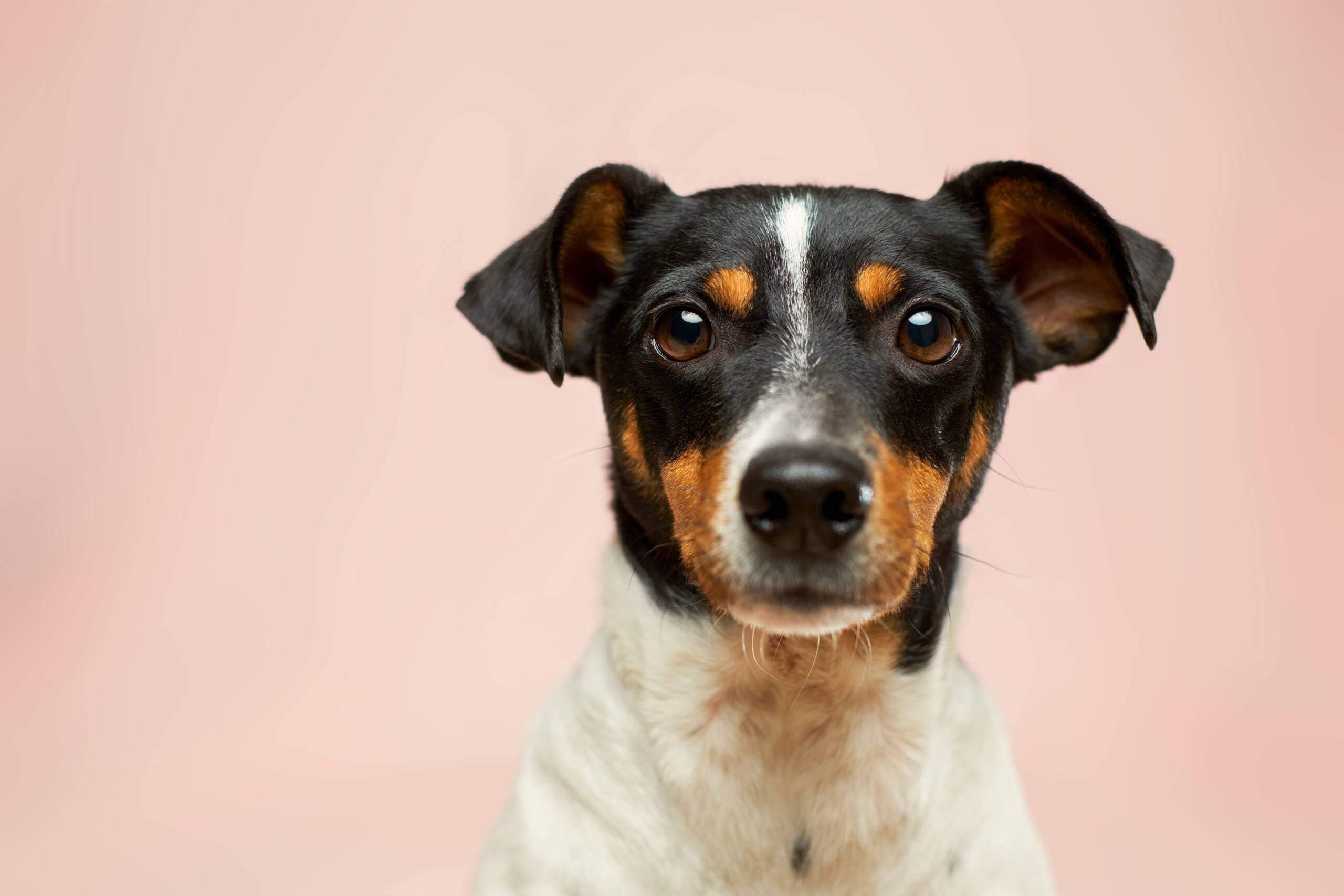 limping-in-dogs