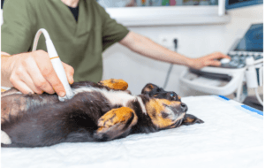laser-treatment-dogs