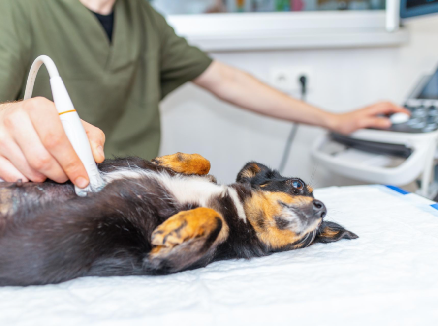 laser-treatment-dogs