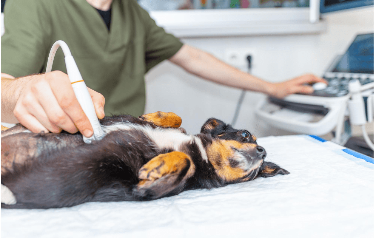 Screenshot - 2026-03-19T172828811 York Veterinary Hospital Screenshot - 2026-03-19T172828811 laser-treatment-dogs