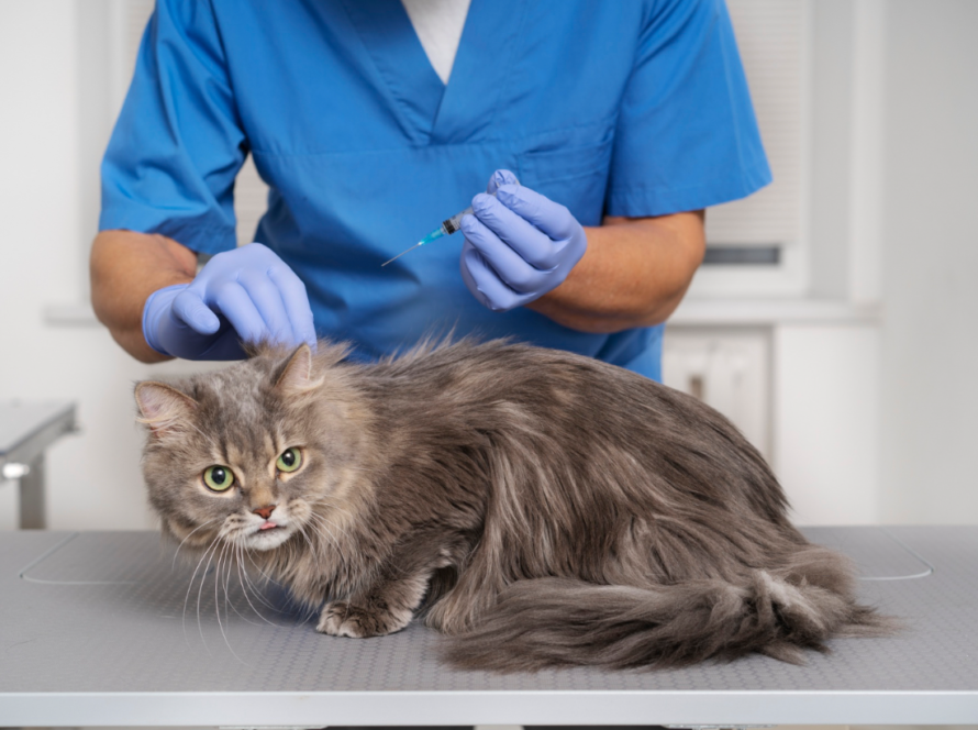 treatment-for-ticks-in-cats