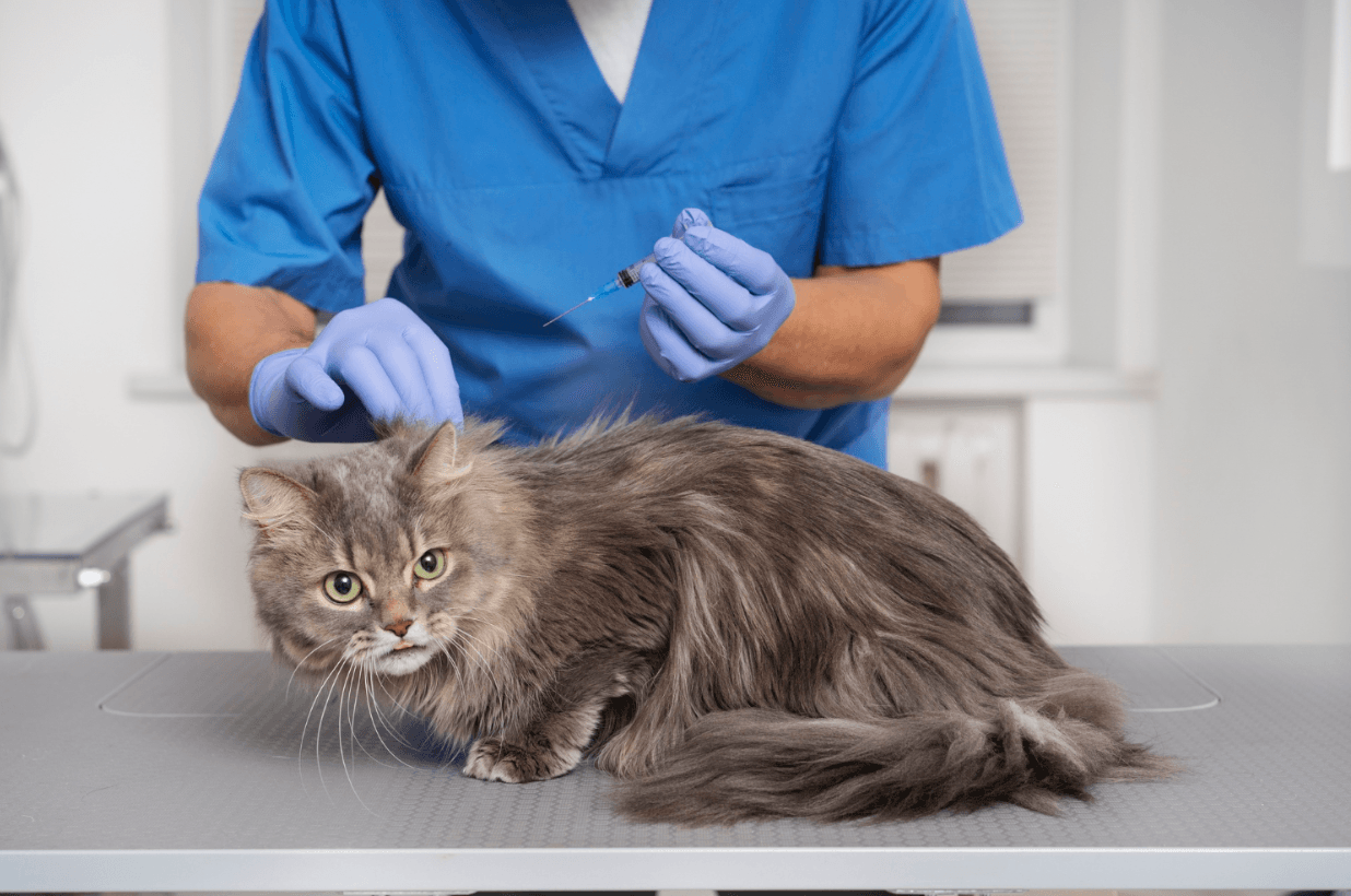 Screenshot - 2026-03-19T174905400 York Veterinary Hospital Screenshot - 2026-03-19T174905400 treatment-for-ticks-in-cats