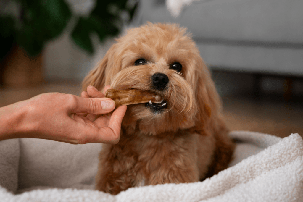 Screenshot - 2026-03-19T180009067 my-dog-ate-a-chicken-bone