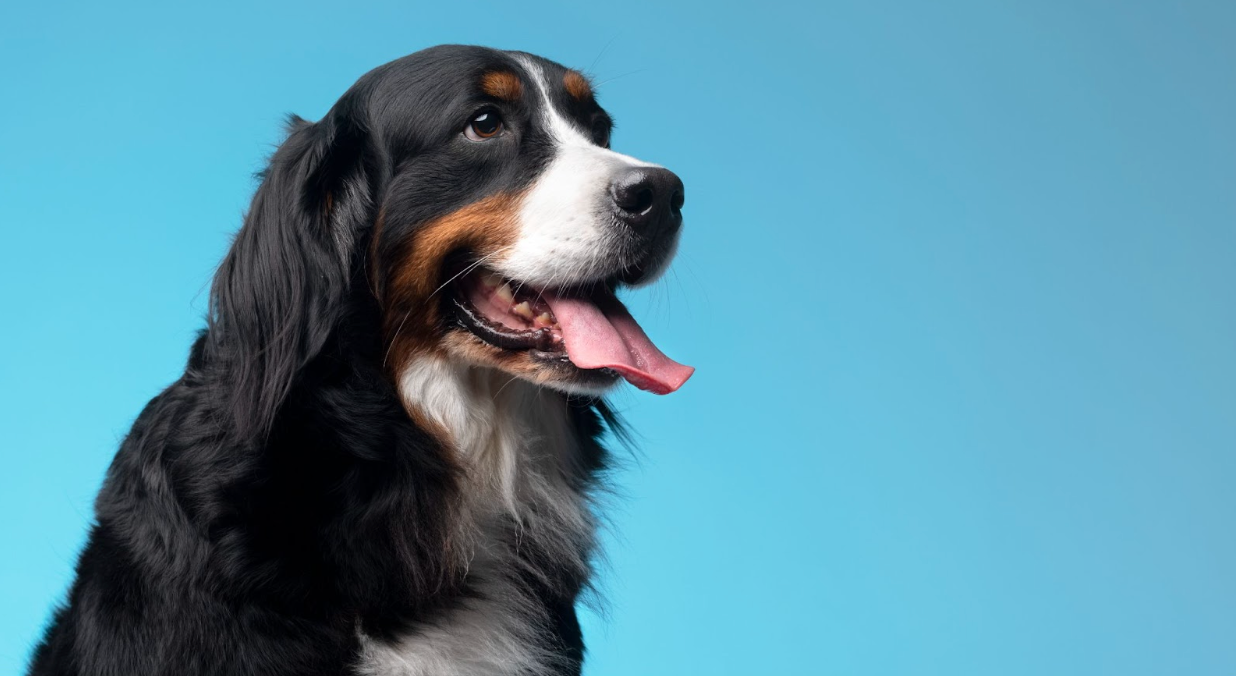 Screenshot 74 dog-dry-skin