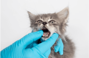 teething-in-kittens