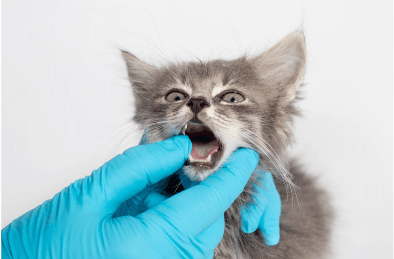 teething-in-kittens