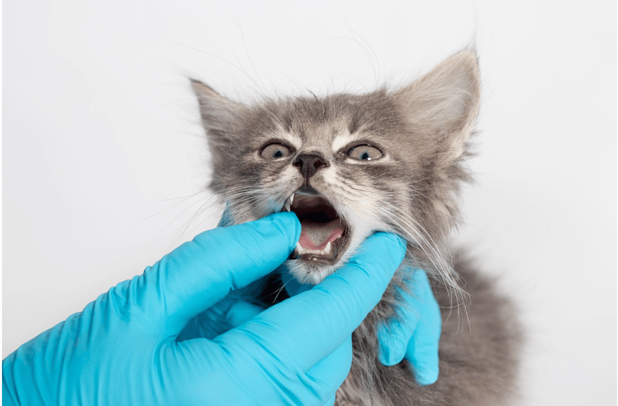 York Veterinary Hospital teething-in-kittens