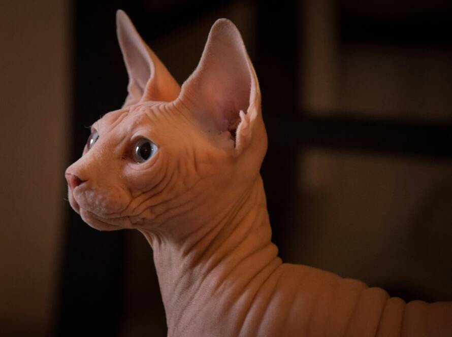 kitten-hairless-cat