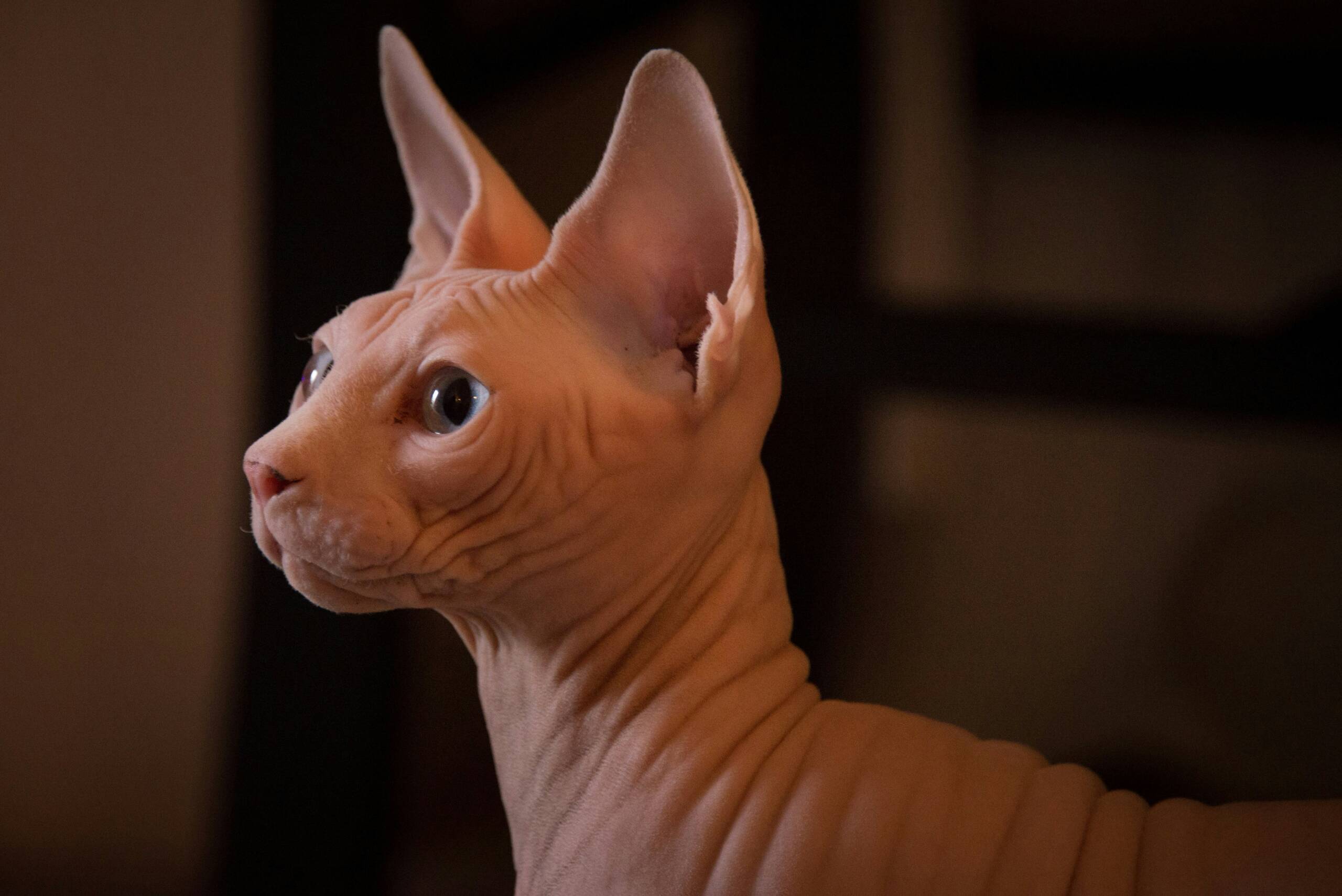 York Veterinary Hospital kitten-hairless-cat