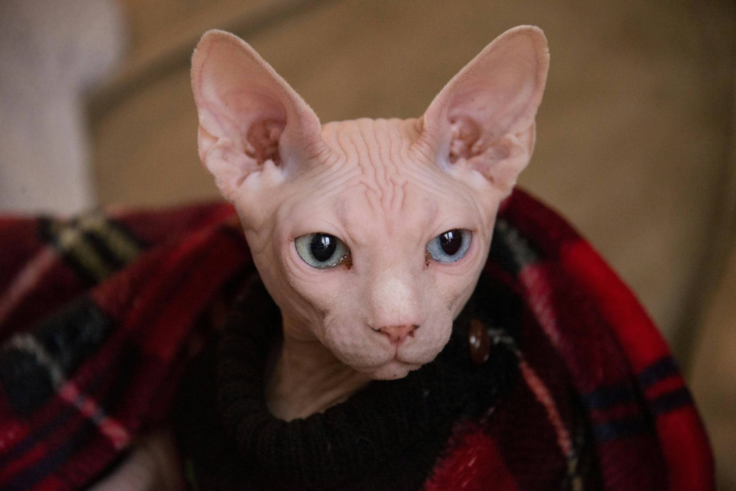  kitten-hairless-cat