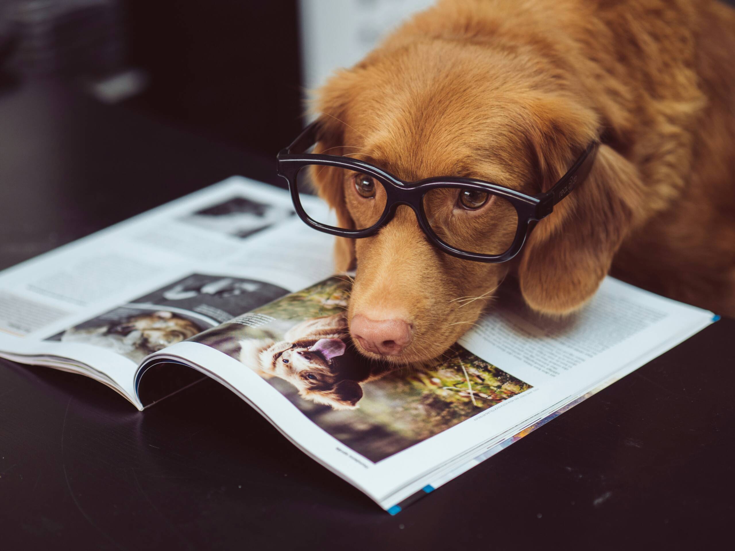jamie-street-MoDcnVRN5JU-unsplash York Veterinary Hospital jamie-street-MoDcnVRN5JU-unsplash dog-dry-skin