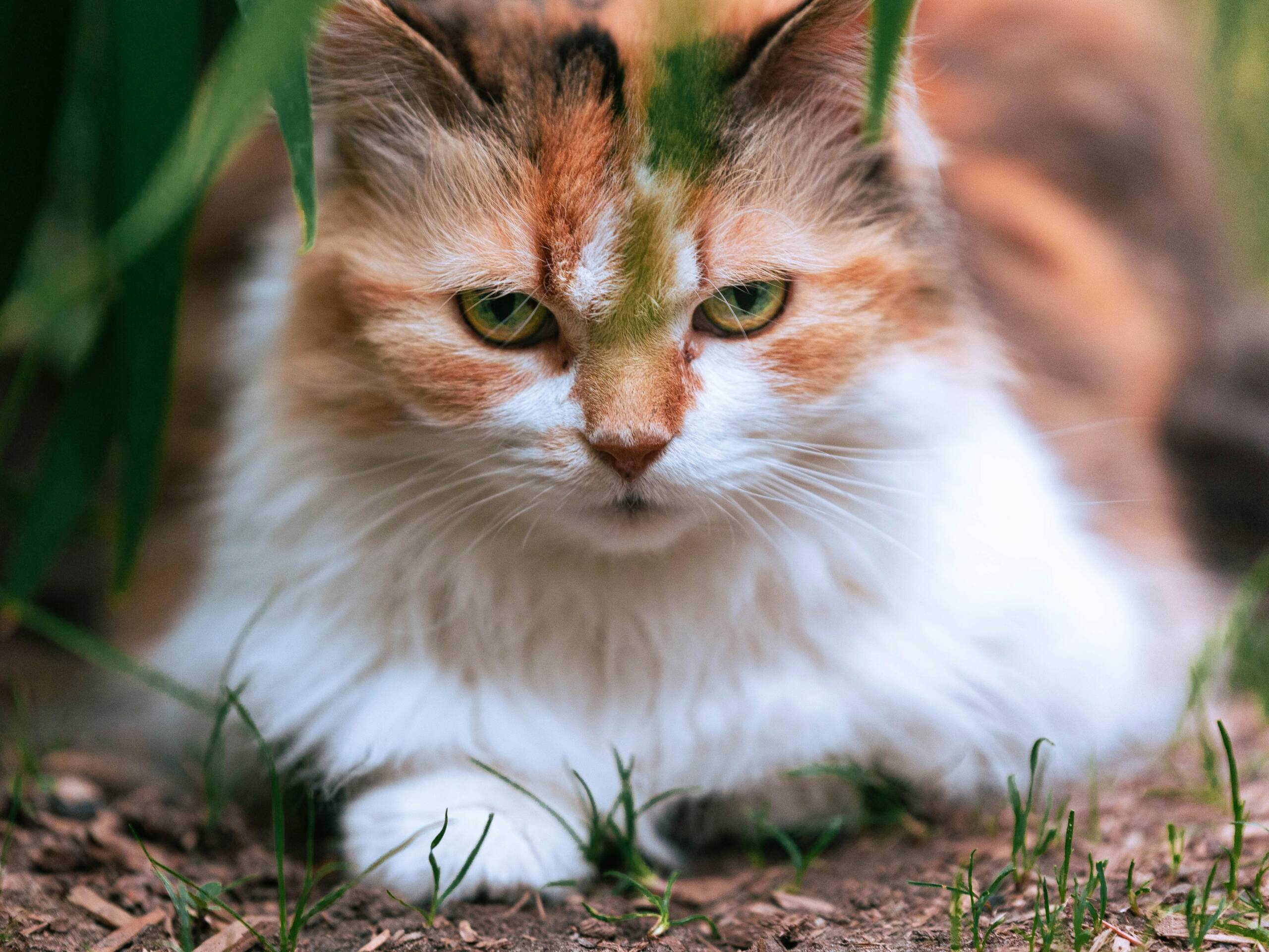 Flat-Faced-Cat-Breeds