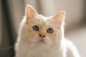 Flat-Faced-Cat-Breeds