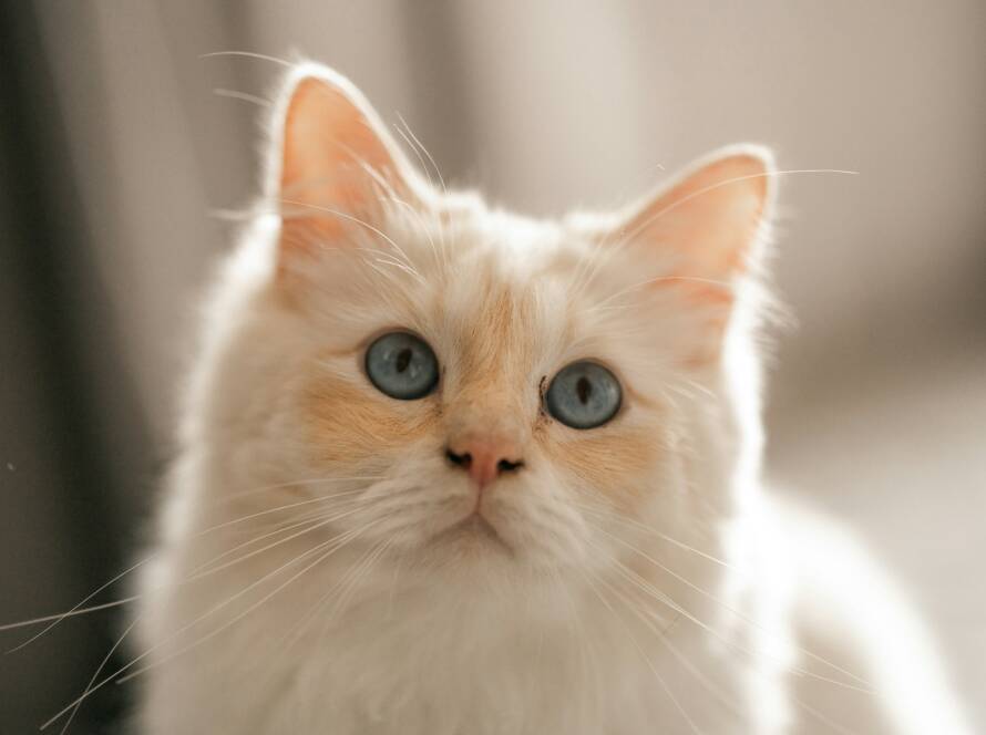 Flat-Faced-Cat-Breeds