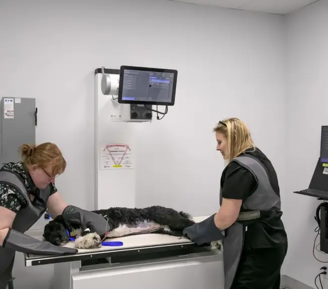 Two veterinary technicians in lead aprons position a black dog on an X-ray table beside radiography equipment and a monitor in a clinic room.