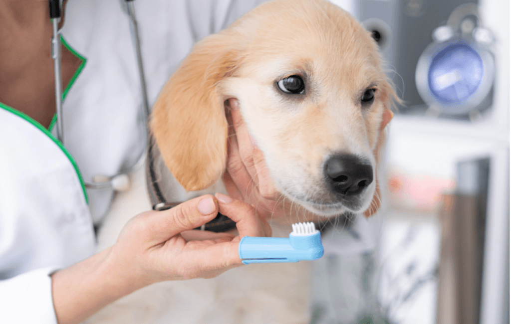 dog-teeth-cleaning