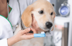 dog-teeth-cleaning