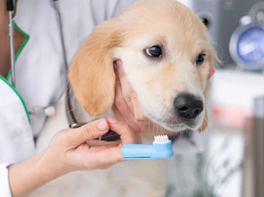 dog-teeth-cleaning