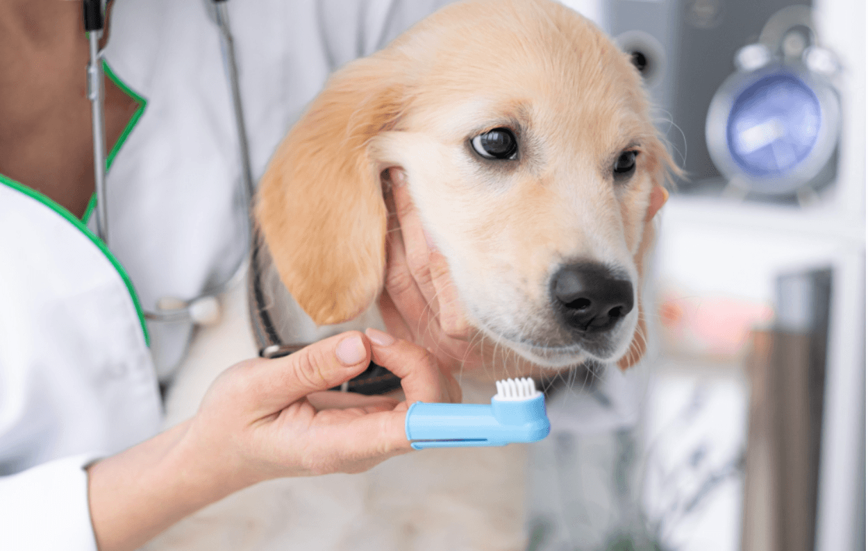 York Veterinary Hospital dog-teeth-cleaning