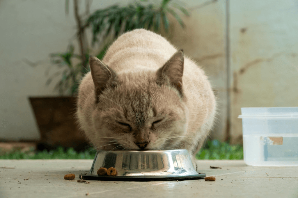 dry-or-wet-cat-food