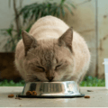  dry-or-wet-cat-food