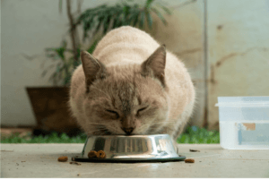 dry-or-wet-cat-food