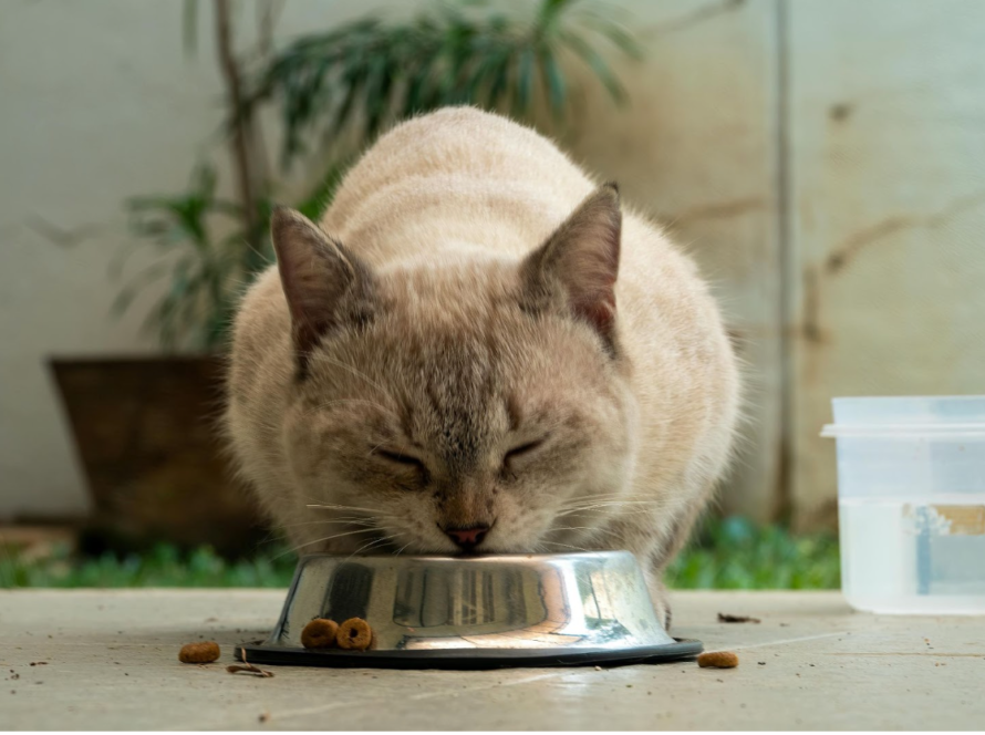 dry-or-wet-cat-food