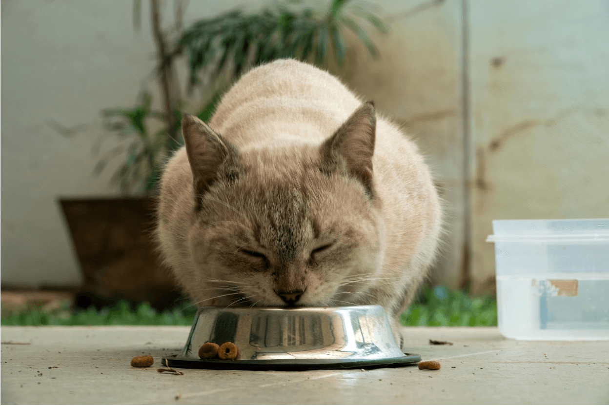 dry-or-wet-cat-food