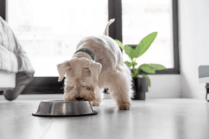 can-dogs-eat-mushrooms