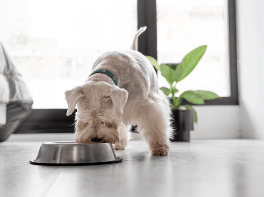 can-dogs-eat-mushrooms