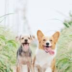 can-dogs-have-watermelon