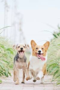 can-dogs-have-watermelon