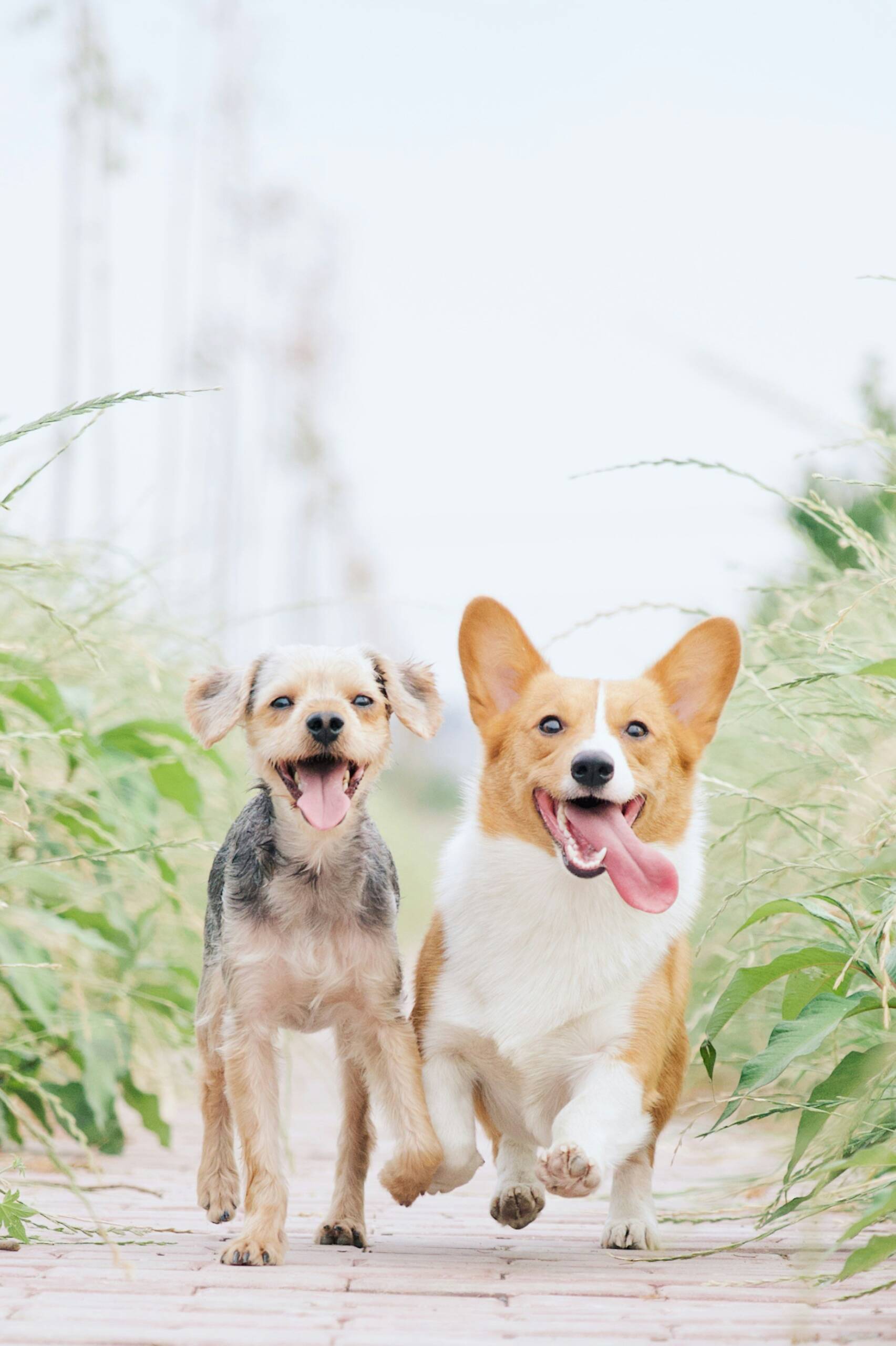 York Veterinary Hospital can-dogs-have-watermelon
