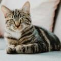 erik-jan-leusink-IbPxGLgJiMI-unsplash 2 cat-love-bites