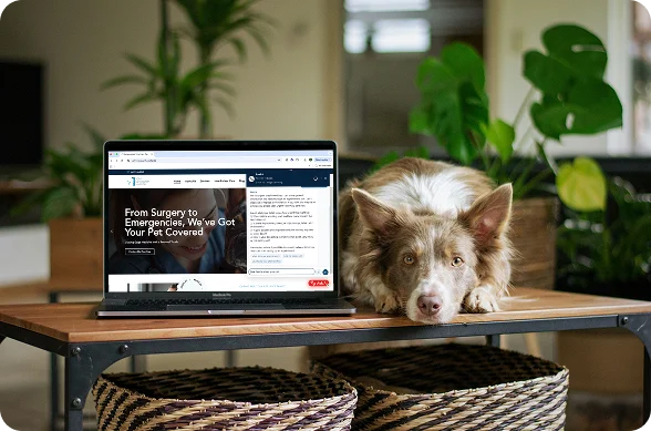 how-work-2 how-work-2 A laptop on a wooden coffee table with a sleepy dog resting its head beside the screen, in a bright living room with green plants in the background.