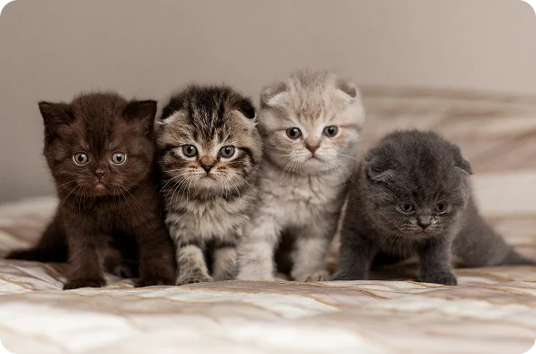 how-work-3 how-work-3 Four kittens sit in a row on a striped bedspread, looking at the camera.