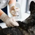 Rabies Vaccine for Dogs & Cats