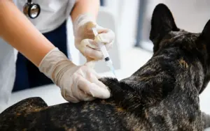 Rabies Vaccine for Dogs & Cats