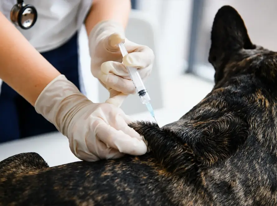 Rabies Vaccine for Dogs & Cats