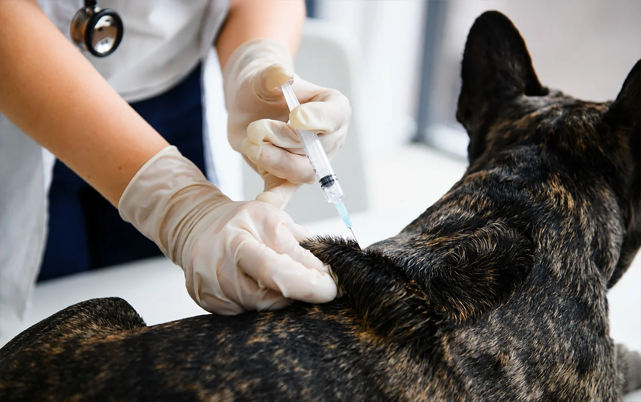 York Veterinary Hospital Rabies Vaccine for Dogs & Cats