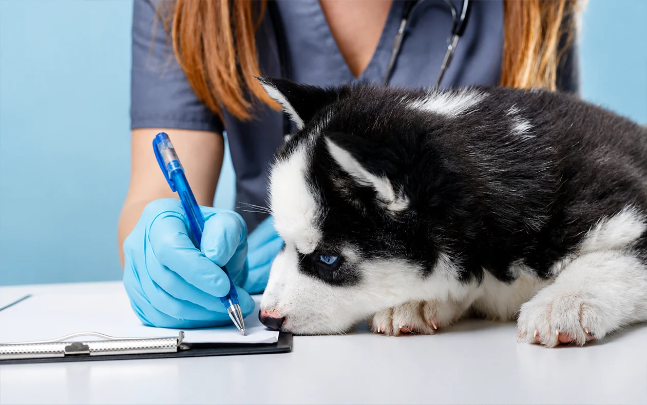 Rabies-Vaccine-for-Dogs-and-Cats-2 York Veterinary Hospital Rabies-Vaccine-for-Dogs-and-Cats-2 Rabies Vaccination Required in Ontario