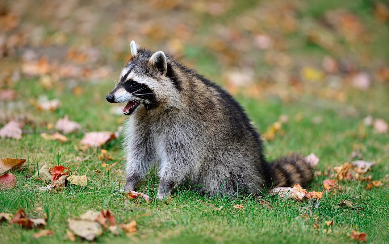 York Veterinary Hospital Wildlife Risk in the Toronto