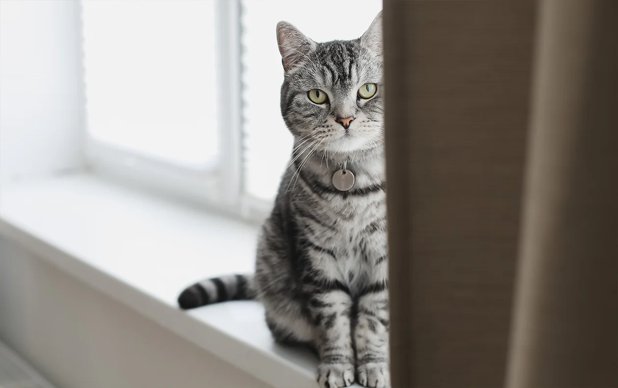 York Veterinary Hospital Rabies Vaccine for indoor pets
