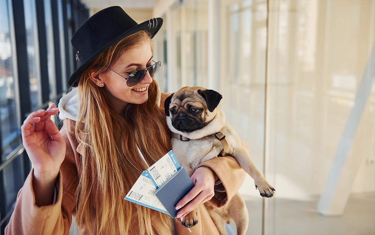 York Veterinary Hospital Travelling With Your Pet
