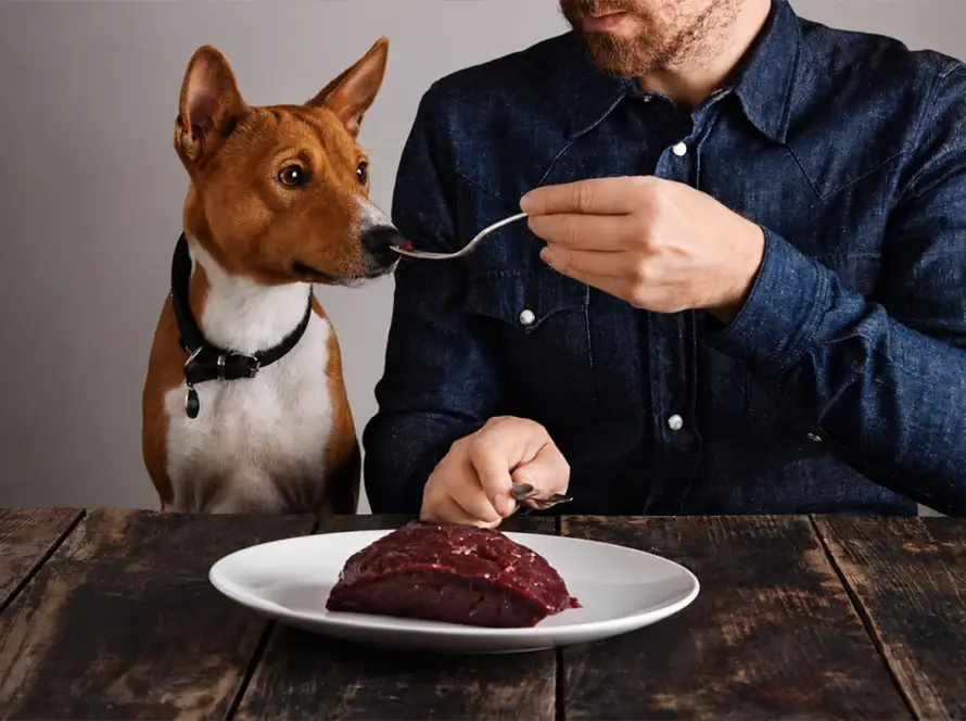 Raw-Diet-for-Dogs-0 Dog being fed raw steak as part of a raw diet for dogs, with fresh meat served on a wooden table.
