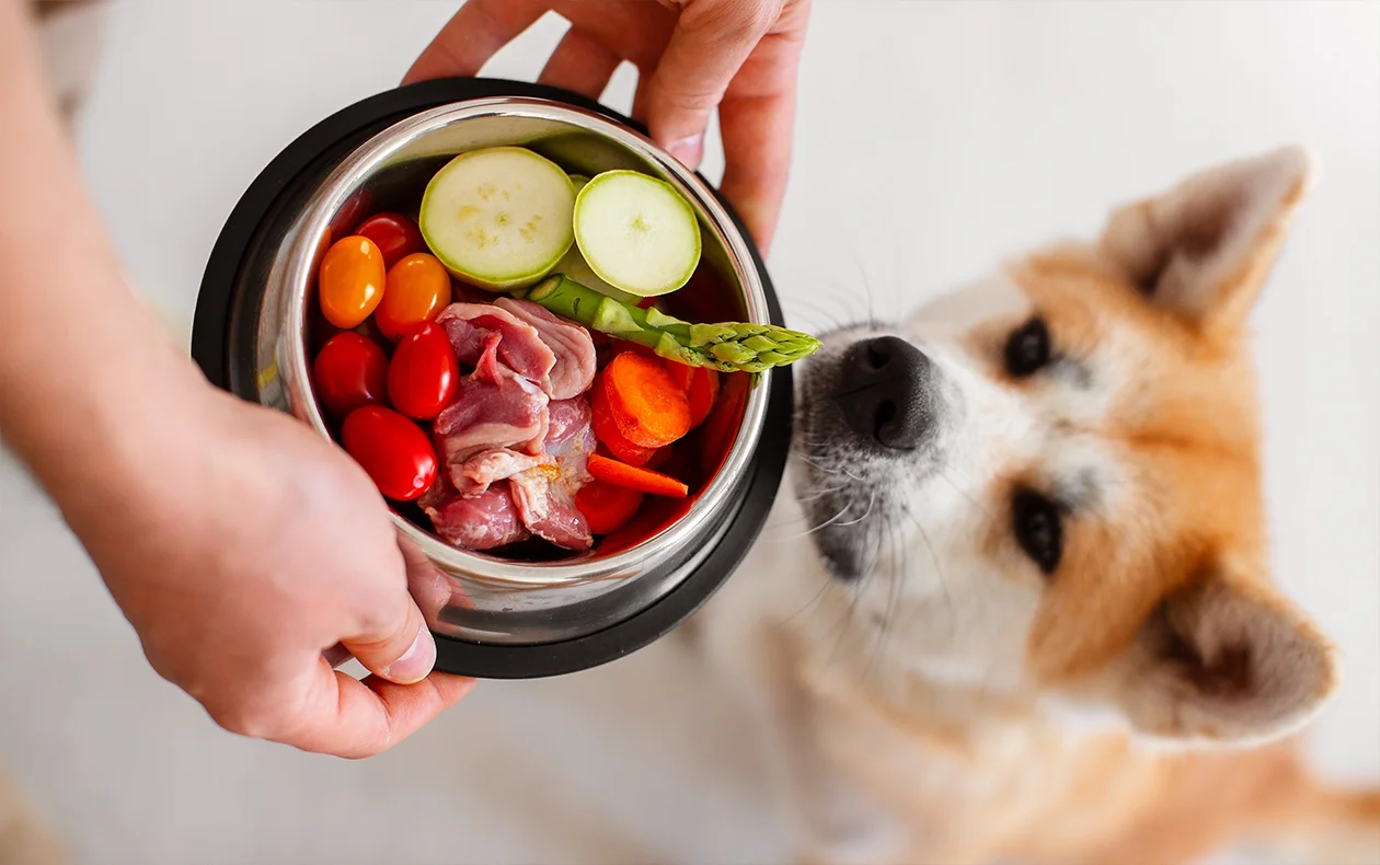 Raw-Diet-for-Dogs-1 York Veterinary Hospital Raw-Diet-for-Dogs-1