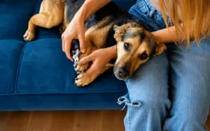 Trim-Dogs-Nails-at-Home-0 trim dog nails at home