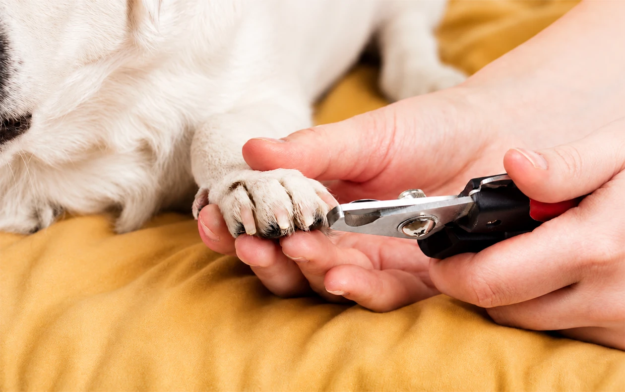 Trim-Dogs-Nails-at-Home-2 York Veterinary Hospital Trim-Dogs-Nails-at-Home-2 Person trimming a dog's nails with nail clippers, holding the paw gently on a yellow blanket surface